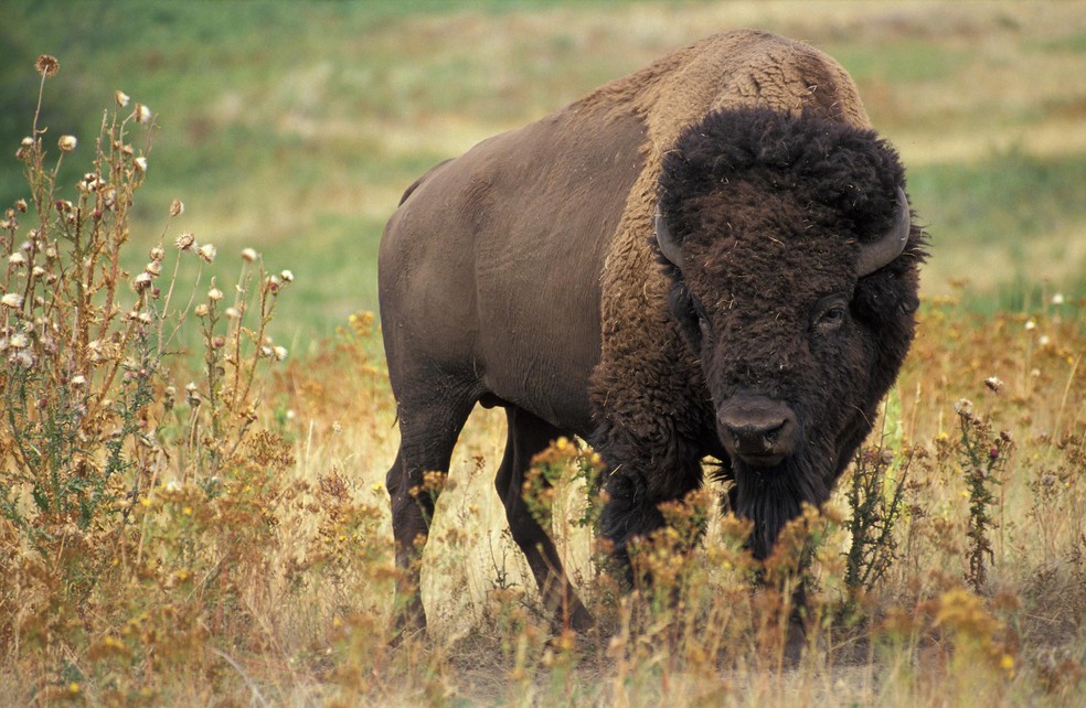Os bisões são grandes mamíferos ruminantes da família dos bovinos — Foto: ( Domínio Público/ WikimediaCommons)