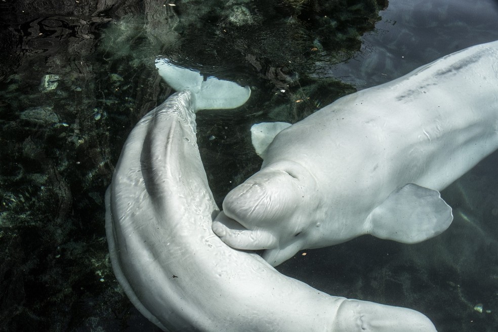 Baleias beluga serão um dos animais beneficiados pela campanha — Foto: Pixabay / Nikkikeldsen / CreativeCommons