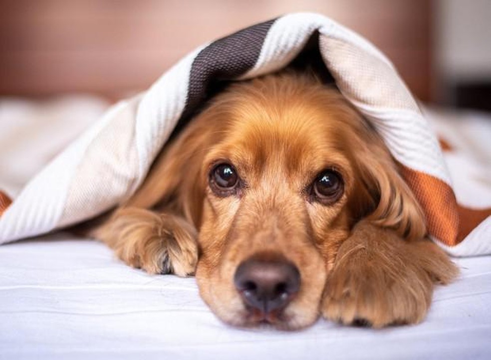 Cólica abdominal é um dos sintomas do cio nas cadelas — Foto: ( Pixabay/ Adriana Morales/ CreativeCommons)