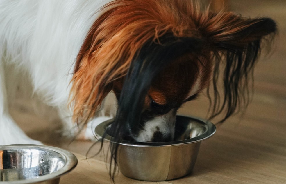 Apesar de ser rico em colágeno, o pé de galinha cru pode causar perfuração no sistema gastrointestinal dos cães — Foto: Canva/ Creative Commons