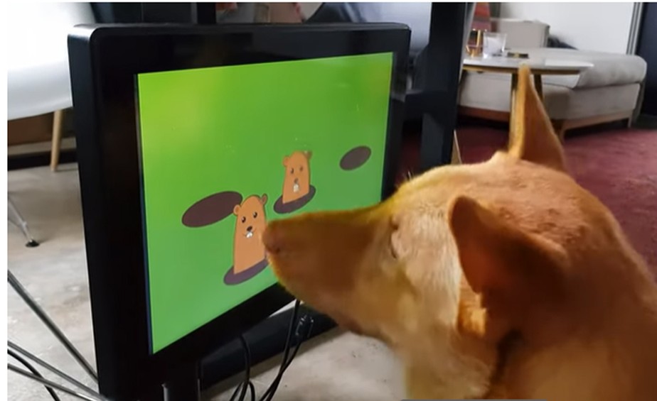 Cão viraliza após vídeo mostrando habilidade em jogos de tabuleiro, Comportamento