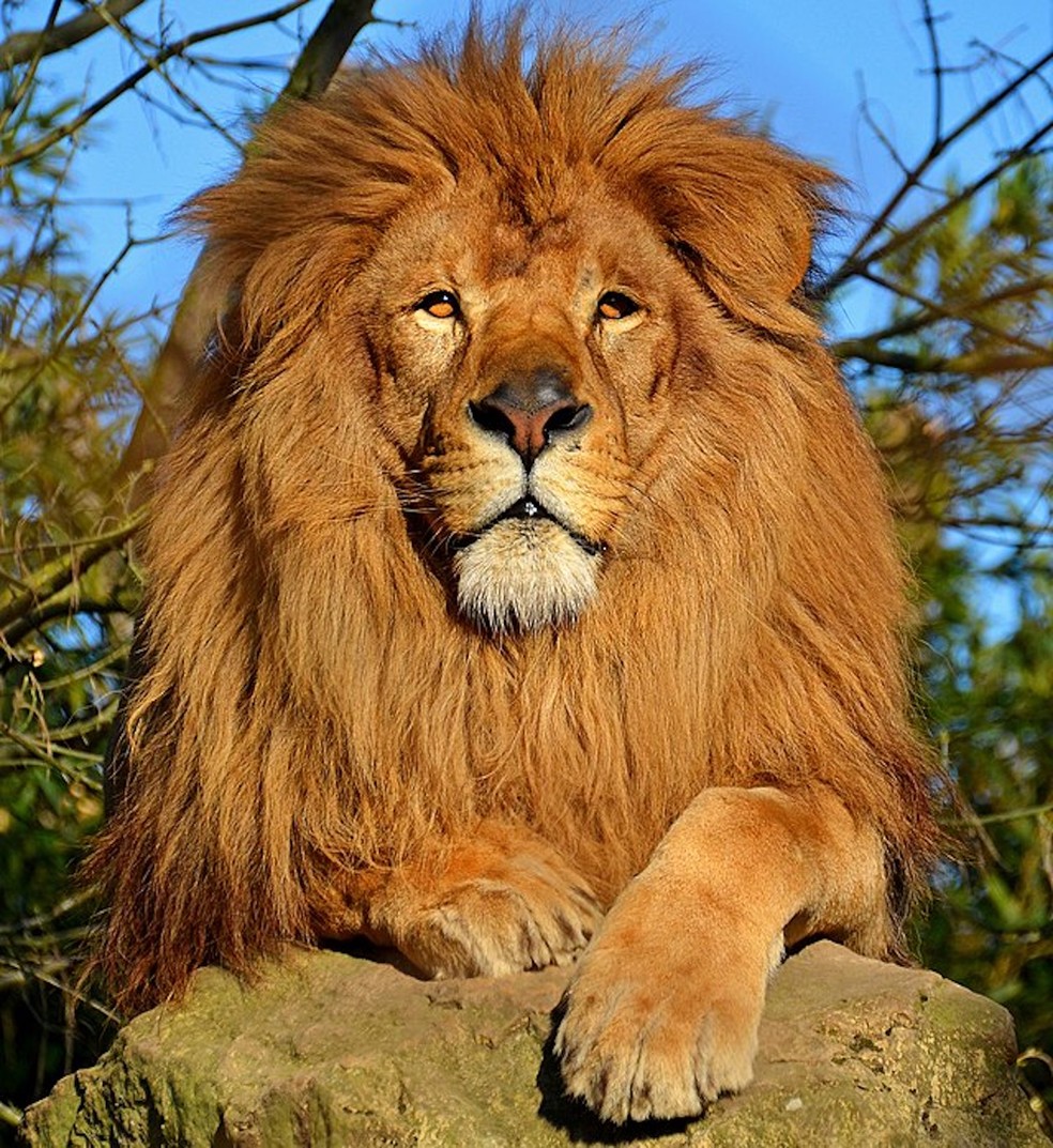 Leão africano — Foto: Bardot/ Wikimedia Commons/ CreativeCommons