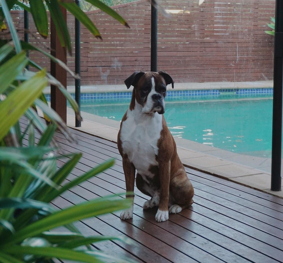 Para garantir a segurança dos pets, os tutores devem optar por residências em que a piscina seja cercada — Foto: Unsplash/ Creative Commons
