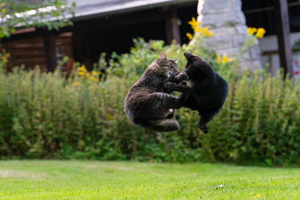 Evitar que o gato saia de casa e acabe brigando com um animal infectado ajuda a diminuir as chances de contrair micoplasmose felina — Foto: Pixabay/ René Schindler/ Creative Commons