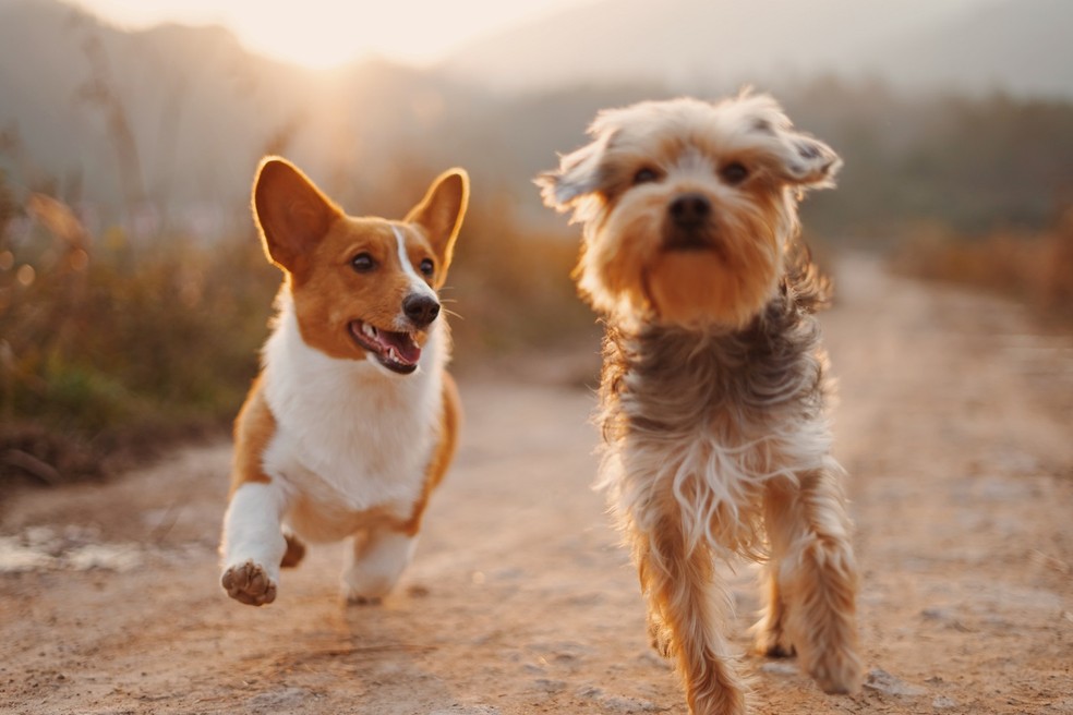 Por conta da artrose, cães de pequeno porte podem romper o ligamento da patela, enquanto os de médio porte podem sofrer com a ruptura do ligamento cruzado, ambos no joelho — Foto: Unsplash/ Creative Commons
