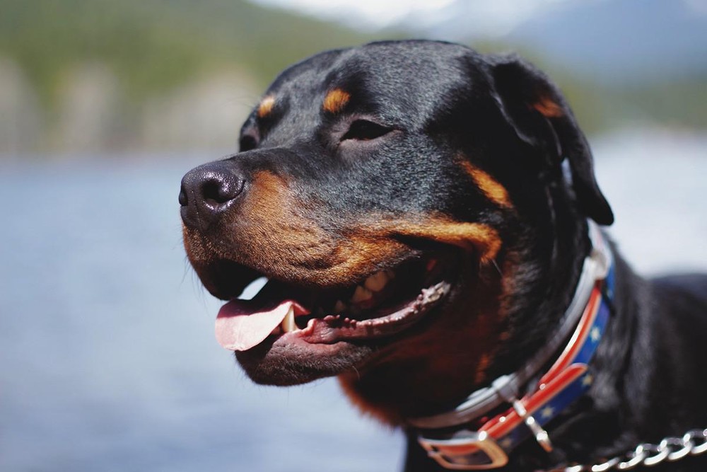Rottweiler: 16 fatos curiosos sobre a origem e trajetória da raça ...