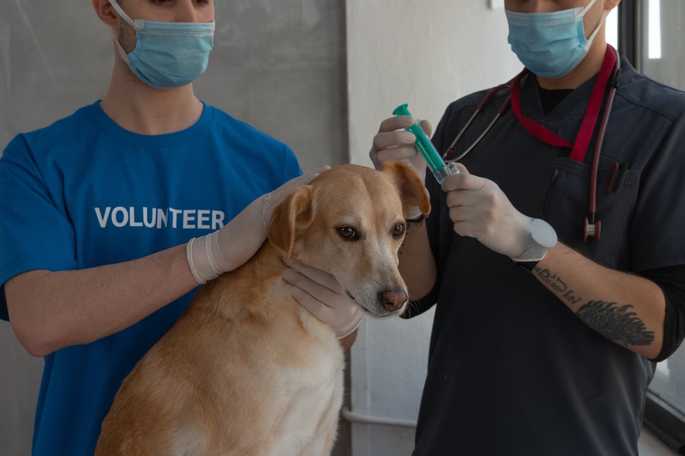 Vacina antirrábica para cães é a que mais registra atrasos — Foto: Pexels/Mikhail Nilov/ CrestiveCommons