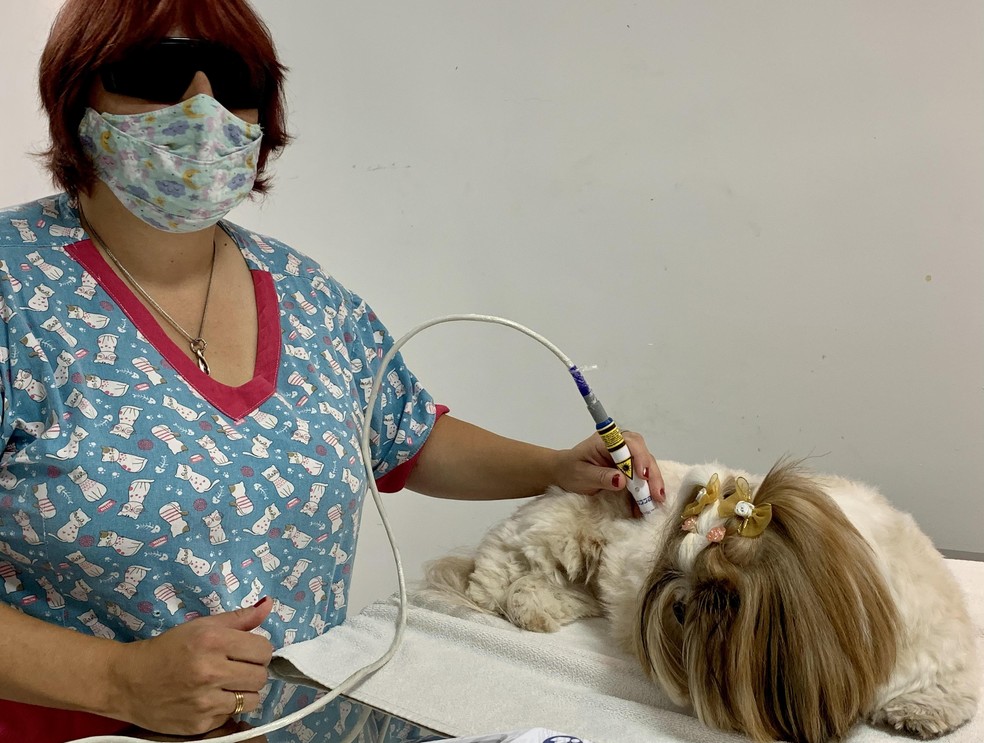 A acupuntura traz diversos benefícios para a vida dos humanos e animais, como a melhorara do sistema imunológico — Foto: ( Carina Gonçalves/ Vida de Bicho)