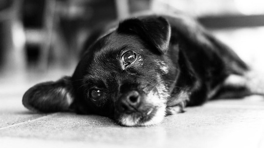 Doenças autoimunes em cães e gatos: diagnóstico e tratamento