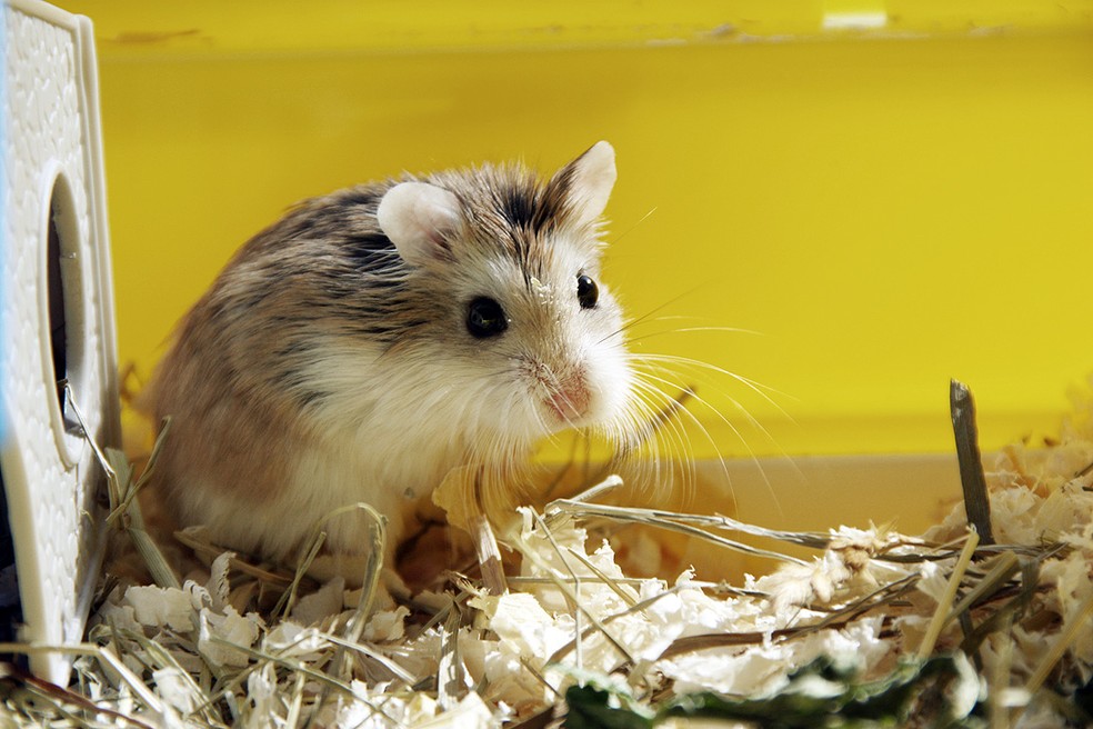 O hamster roborovski é originário da Ásia e é muito pequeno – os indivíduos adultos variam entre 4,5 cm e 5 cm — Foto: Dalius Baranauskas/ Wikimedia Commons