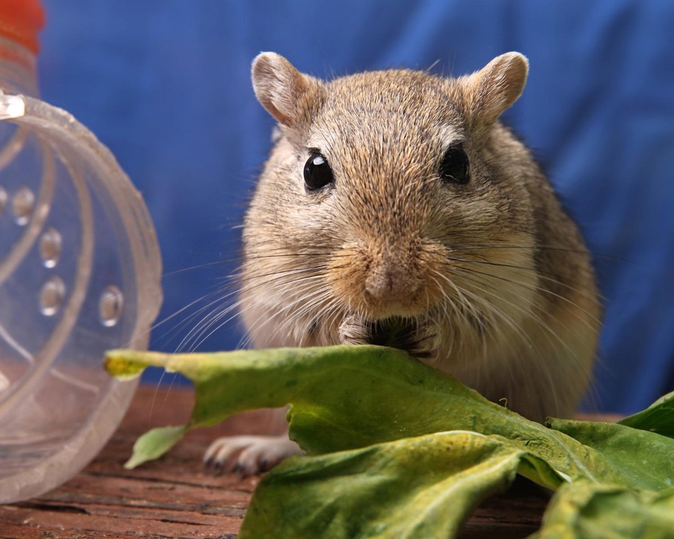 Estes roedores costumam se alimentar de folhas — Foto: Canva/ CreativeCommons