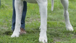 Argentina – Dogo Argentino | A raça foi desenvolvida a partir de vários cruzamentos especialmente para caçar grandes animais, como javalis, e proteger a família, portanto apresenta um porte robusto, agilidade e força