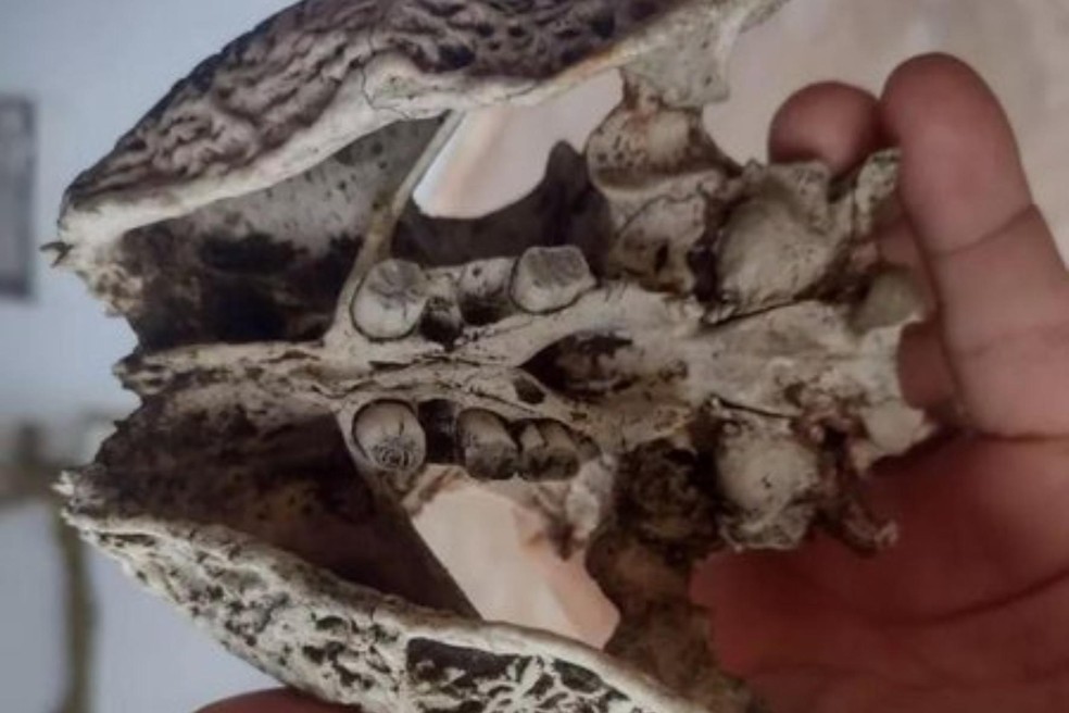 O fóssil foi encontrado por um morador da região — Foto: ( Corpo de Bombeiros Civis/ Reprodução)