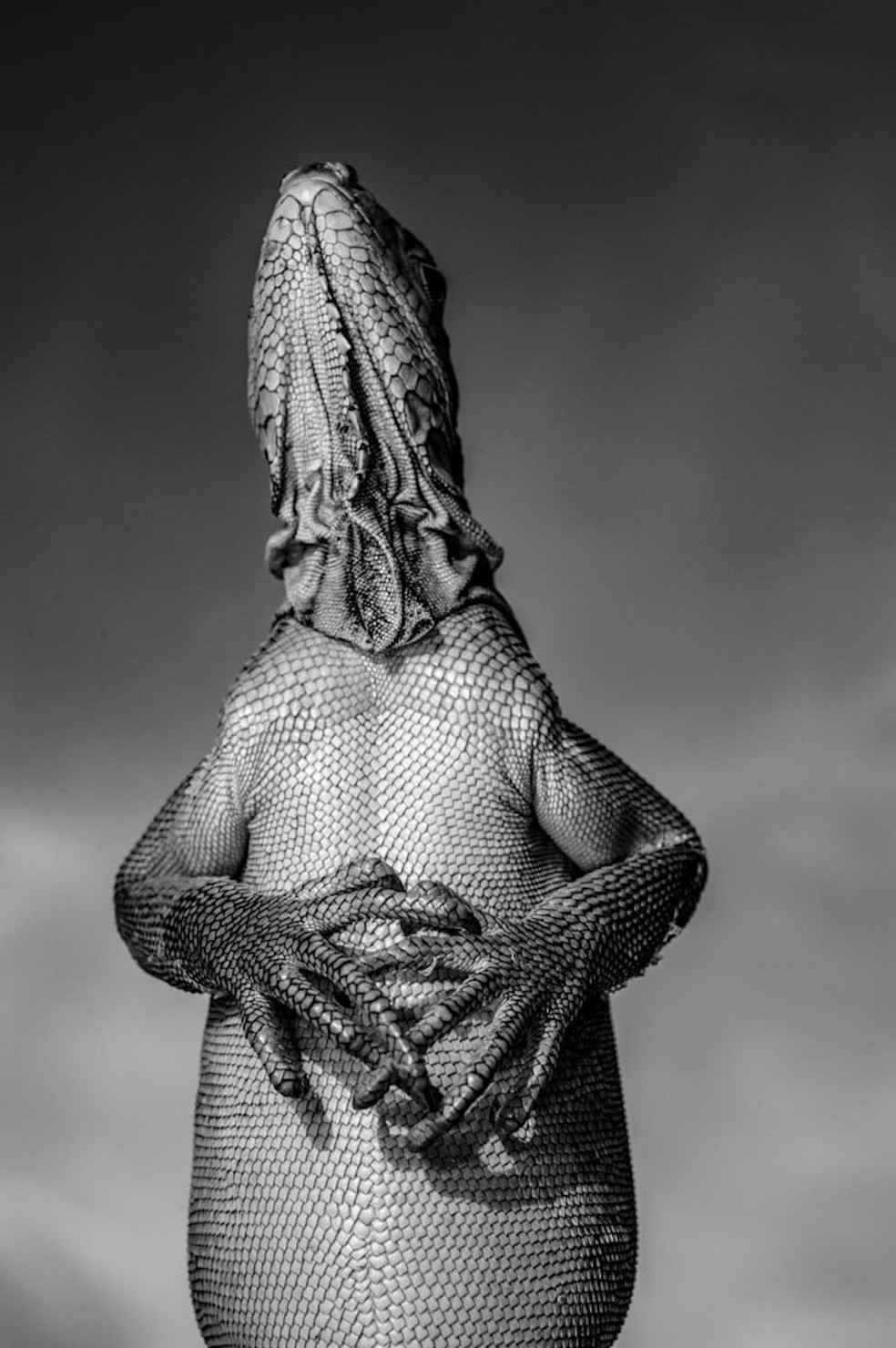 Ernoult Alain, França – A Iguana das Pequenas Antilhas, fotografada na Ilha de Granada (Ilhas de Barlavento, Caribe, Índias Ocidentais) — Foto: Ernoult Alain/ WNPA/ Divulgação