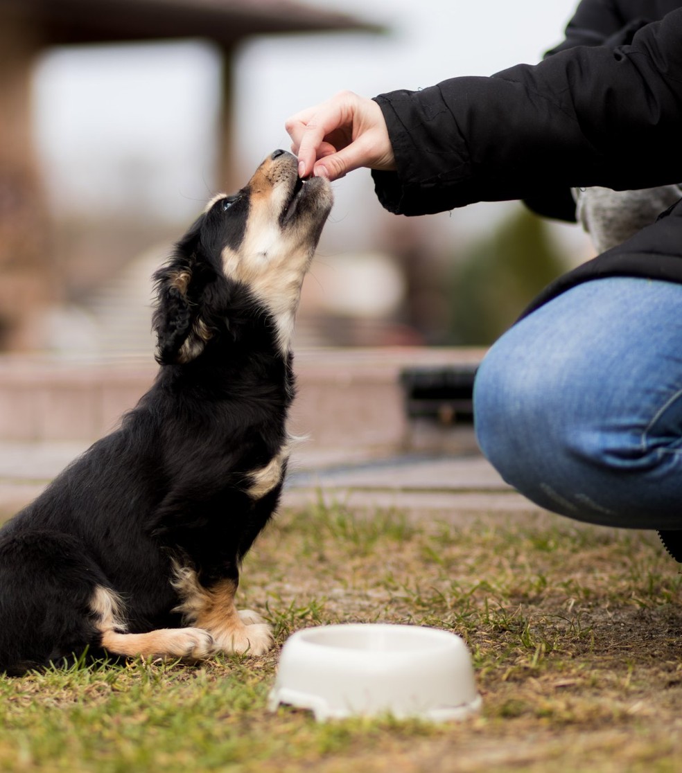 O tratamento da diabetes em cães e gatos inclui insulinoterapia e manejo da dieta por um veterinário nutrólogo — Foto: Unsplash/ Kacper Chrzanowski/ CreativeCommons