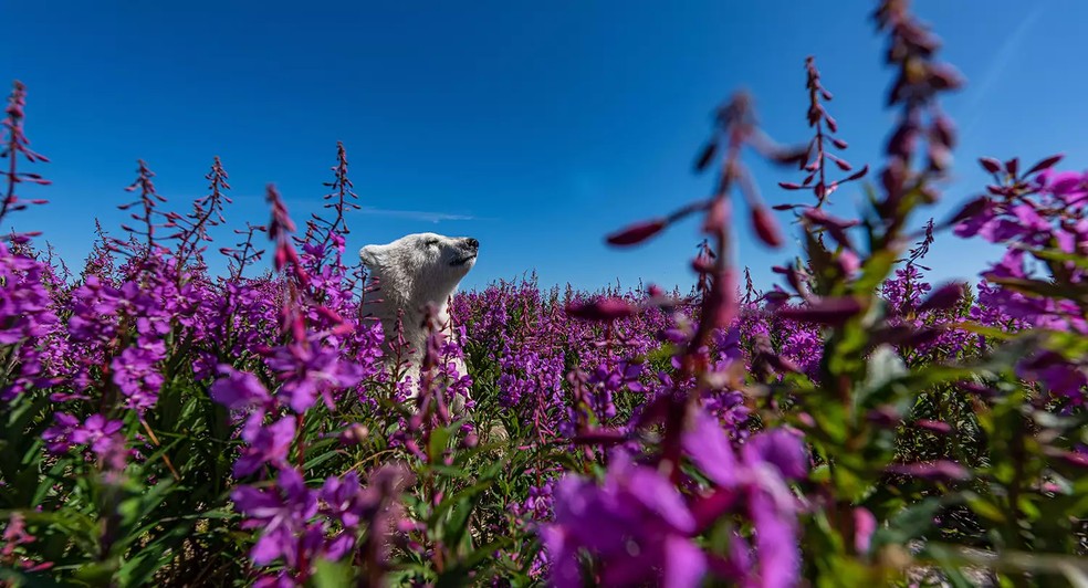 Among the Flowers por Martin Gregus – Martin espionou este filhote de urso polar brincando em um canteiro de ervas daninhas na costa da Baía de Hudson, no Canadá — Foto: Natural History Museum/ Martin Gregus/ Reprodução