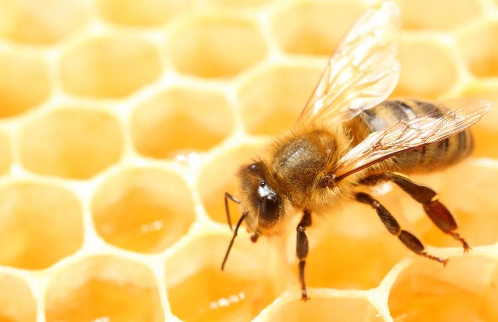 São pouquíssimas as espécies de abelha que produzem mel  — Foto: Canva/ CreativeCommons