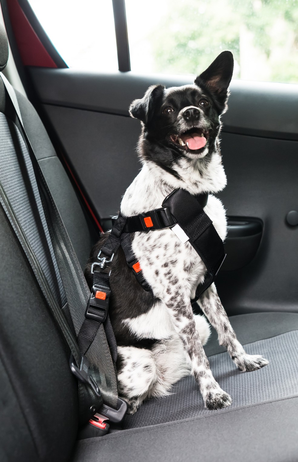 Se for usar o cinto de segurança, é preciso prendê-lo sempre na coleira peitoral para não enforcar o cão — Foto: Canva/ CreativeCommons