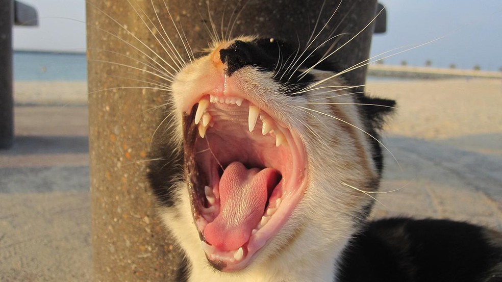 As cerdas presentes na língua dos gatos são chamadas de papilas filiformes e compostas por queratina — Foto: ( Unsplash/ Shlok Wadhwana/ CreativeCommons)