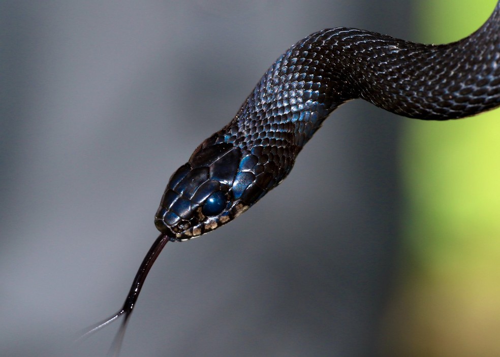 Por serem capazes de reagir a ondas sonoras no ar, as cobras possivelmente escutam vozes humanas — Foto: Unsplash/ James Wainscoat/ Creative Commons