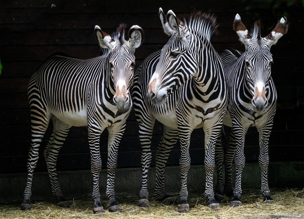 Zebras-da-montanha – Equus zebra — Foto: Pixabay/ WagnerAnne/ Creative Commons