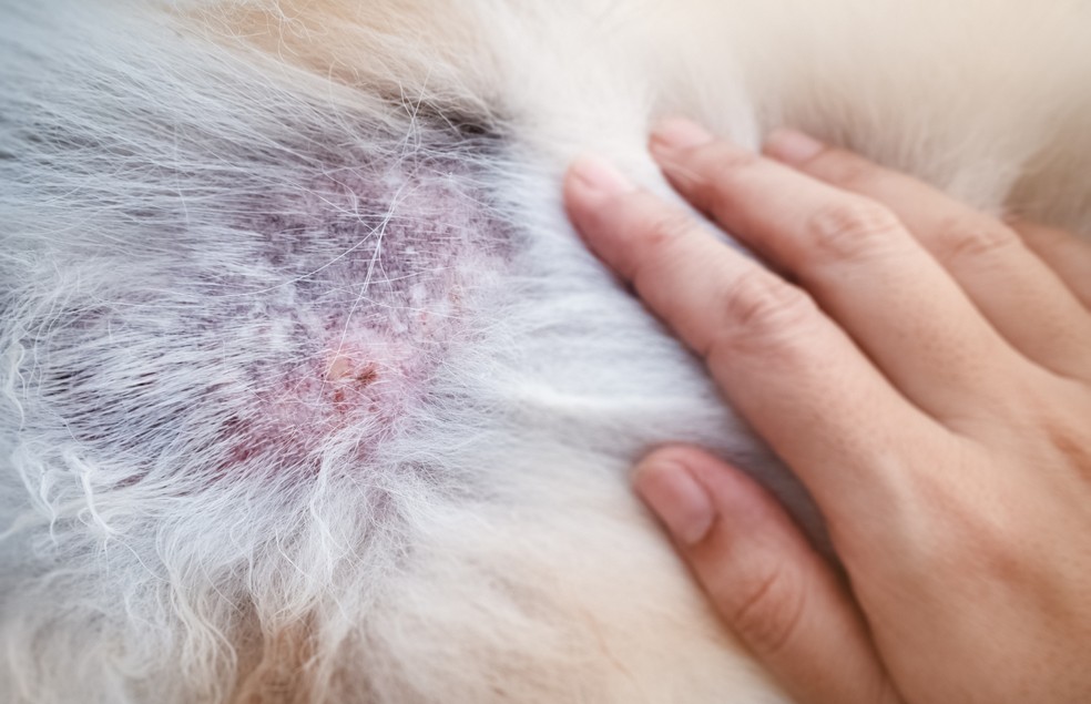 As lesões na pele devem servir de alerta aos tutores e médicos-veterinários — Foto: Canva/ Creative Commoms