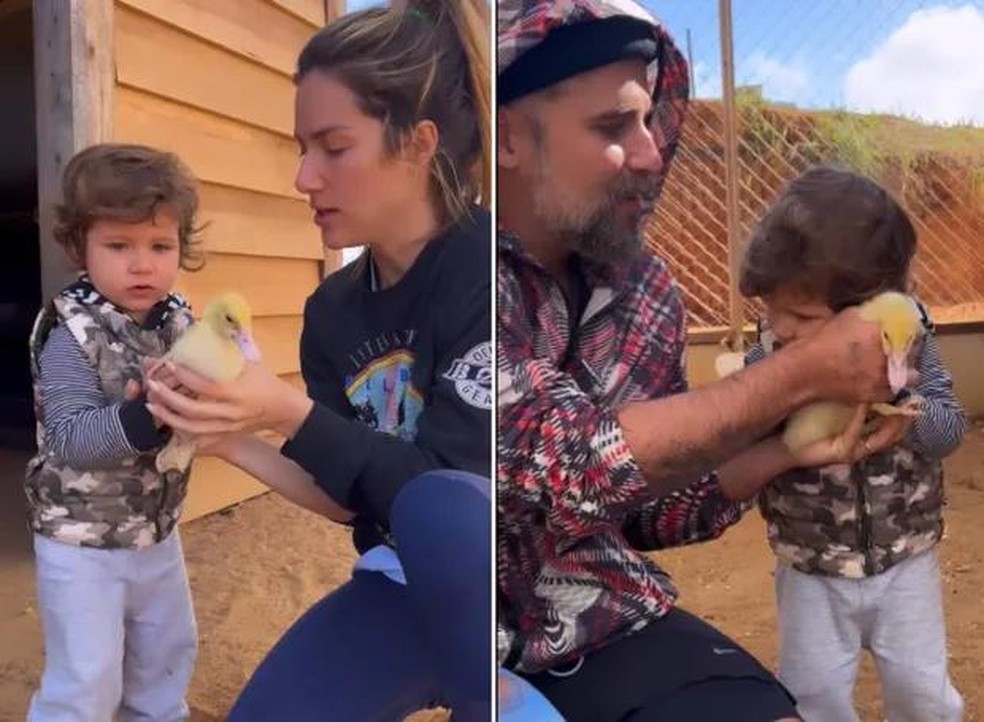 Giovanna Ewbank e Bruno Gagliasso mostram a alegria de Zyan ao ganhar filhotes de pato — Foto: ( Instagram/ @gioewbank/ Reprodução)