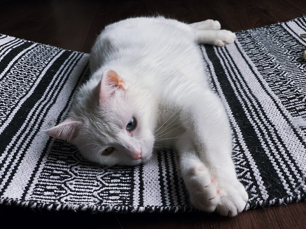 Mudanças na rotina do gato podem influenciar em seu comportamento — Foto: Pexels/ Dids/ CreativeCommons