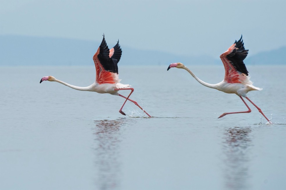 Flamingos mais ousados tendem a construir laços mais fortes com outros com essa característica, enquanto as aves submissas passam mais tempo com outras de personalidade parecida — Foto: Unsplash/ Dattatreya Patra/ Creative Commons
