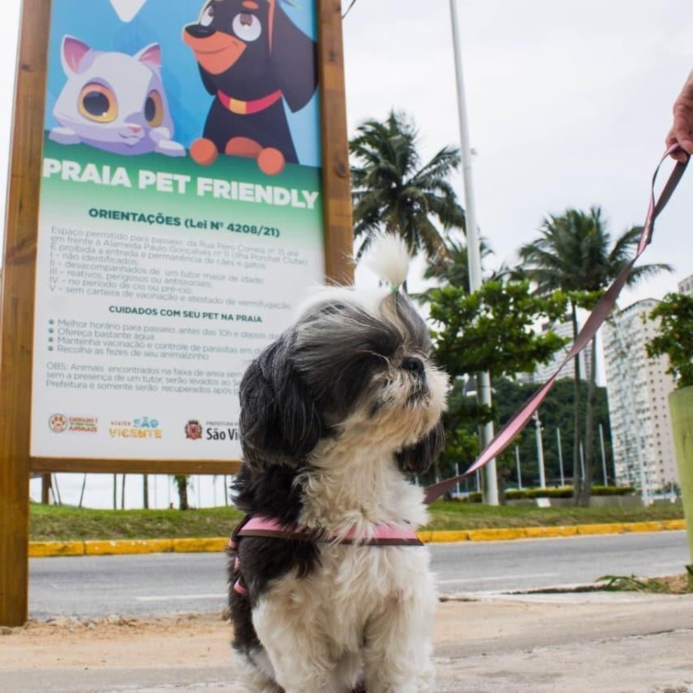 São Vicente, no litoral paulista, inaugura espaço Praia Pet Friendly — Foto: ( Reprodução/ Instagram)