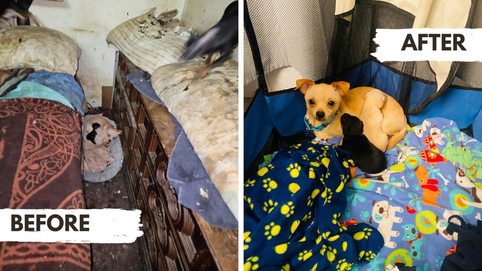 A ONG responsável pelos cães compartilhou atualizações sobre os animais em suas redes sociais — Foto: Facebook/ Border Tails Rescue/ Reprodução