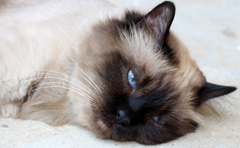 A micoplasmose felina é uma espécie de anemia que pode acometer o gato — Foto: Pixabay/ Adina Voicu/ Creative Commons