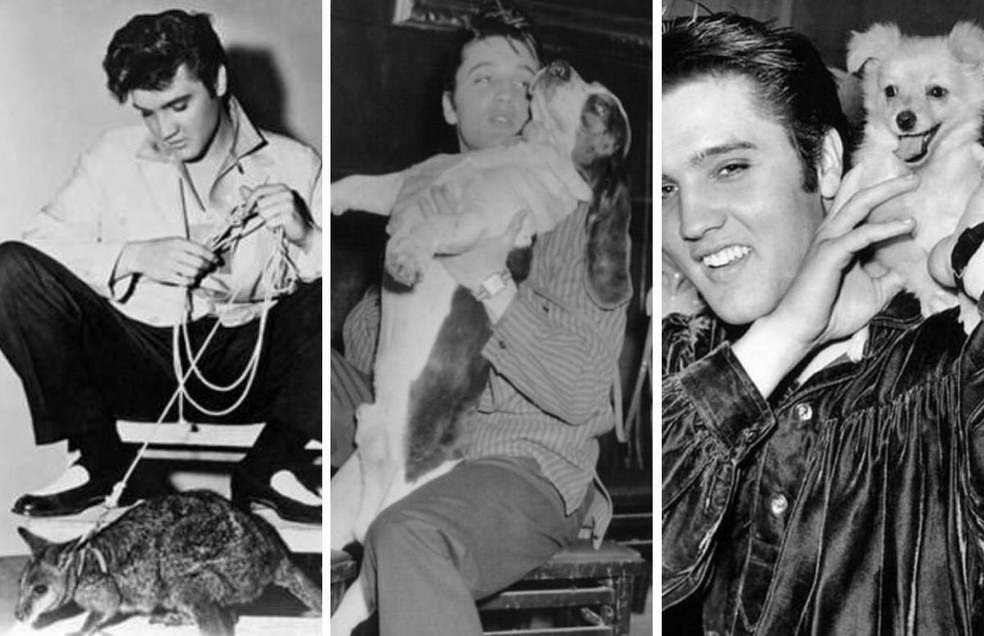 Elvis Presley era um amante de animais — Foto: ( Instagram/ @universocurioso, @my.daily.vintage.photos _ e @elianna_bubu/ Reprodução)