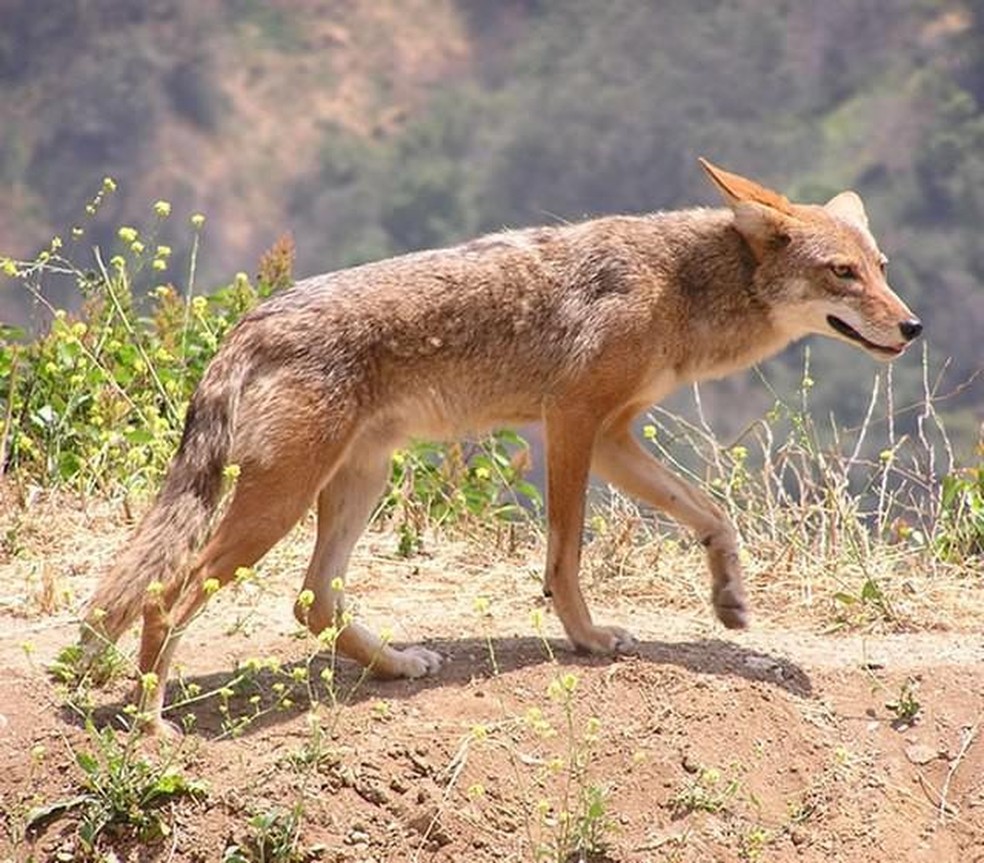 O coiote é um dos animais que vive no deserto — Foto: ( Justin Johnsen/ Wikimedia Commons/ CreativeCommons)