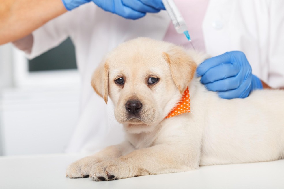 A vacinação é essencial para a saúde dos pets durante toda a vida do animal — Foto: ( Getty Images)
