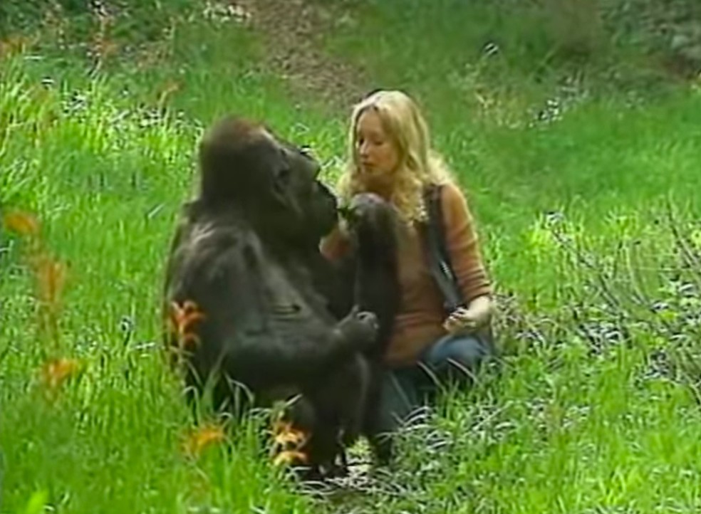 A gorila Koko e sua "mãe" Francine Penny Patterson — Foto: YouTube/ kokoflix/ Reprodução