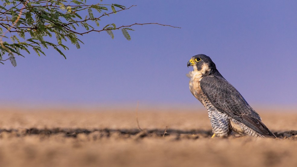 animals #falcaoperegrino #falcao #falcon #animalplanet