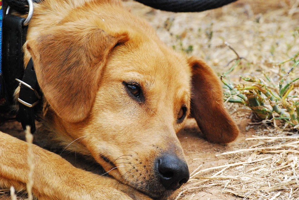 Durante o cio,  cadelas podem apresentar dor ou sensibilidade abdominal, mudanças de comportamento e tremores pelo corpo — Foto: Pixabay/ katja/ Creative Commons