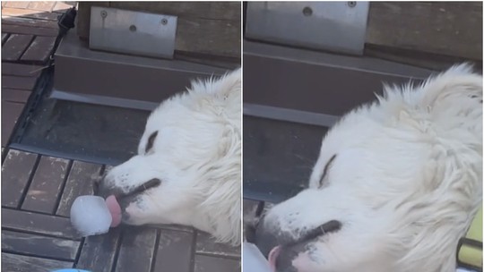 Cachorro lambendo cubo de gelo em vídeo hilário viraliza na internet