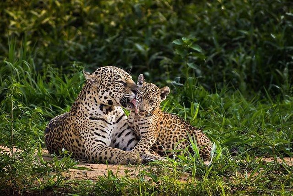 Panthera onca — Foto: ( Instagram/ @felipe_coutinhobe/ Reprodução)