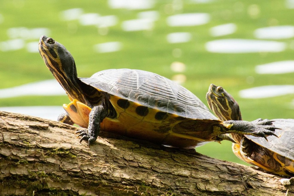 Ao contrário das tartarugas e jabutis, os cágados são relativamente pequenos em sua maioria — Foto: ( pexels/ ivan-rebic/ CreativeCommons)
