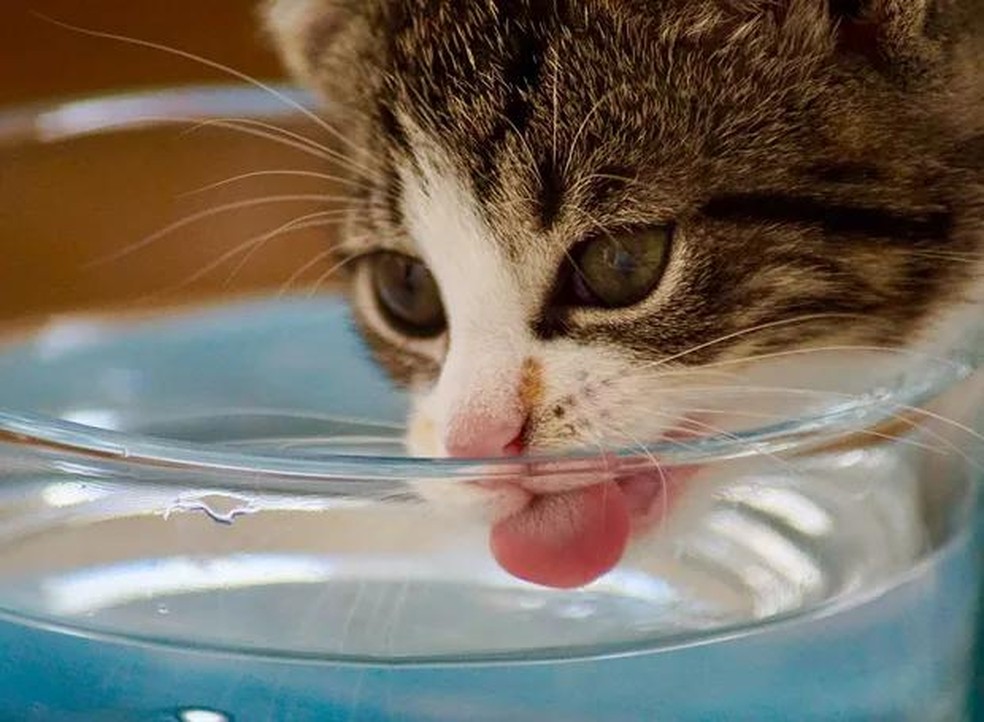 Lembre-se de oferecer água fresca e de qualidade para o gato — Foto: ( Unsplash/ CreativeCommons)
