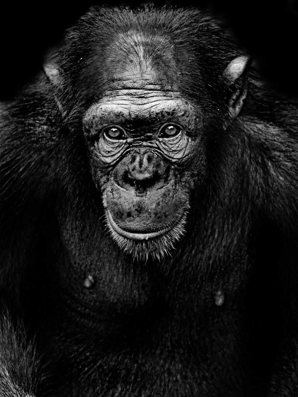 Semelhanças entre o chimpanzé e o homem - Mundo Educação