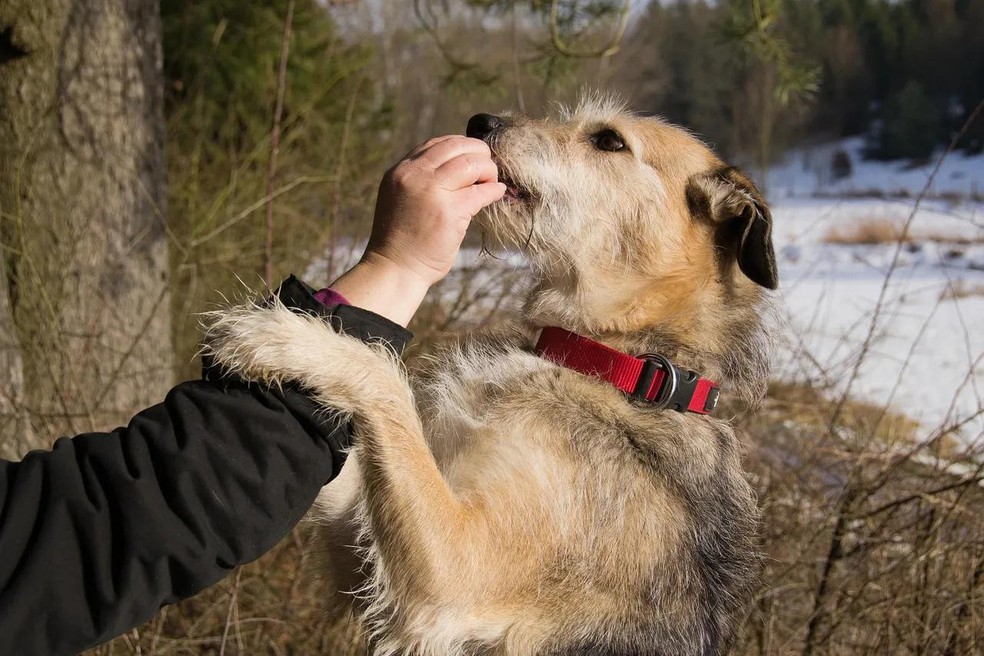 Pet alimentação prato tigela brinquedo, cão e gato jogo, predador