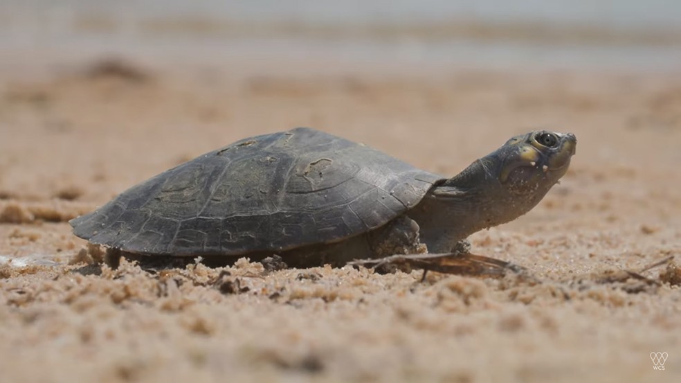 Quando emergem, os filhotes de tartarugas-da-amazônia partem em direção ao rio para encontrar suas mães — Foto: Reprodução/YouTube WCS Brasil