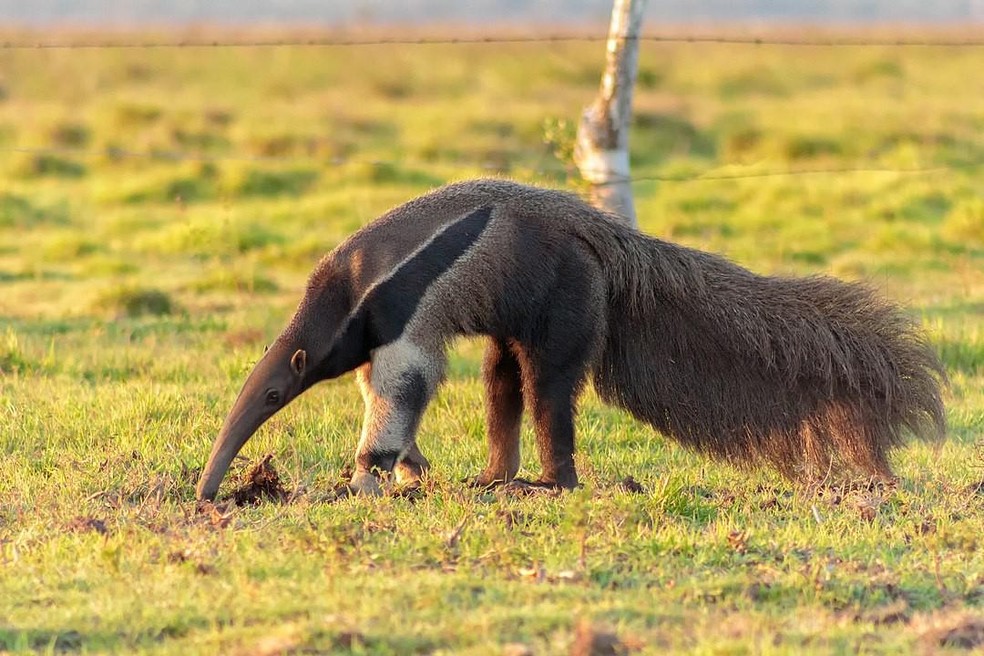 O tamanduá-bandeira é um animal solitário e se alimenta de formigas e cupins — Foto: ( Fernando Flores/ Wikimedia Commons)