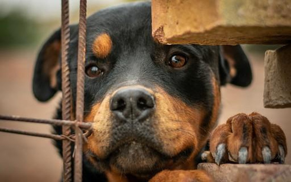 Rottweiler: cão robusto com forte instinto protetor — Foto: Pexels/ crisher-ph/ CreativeCommons