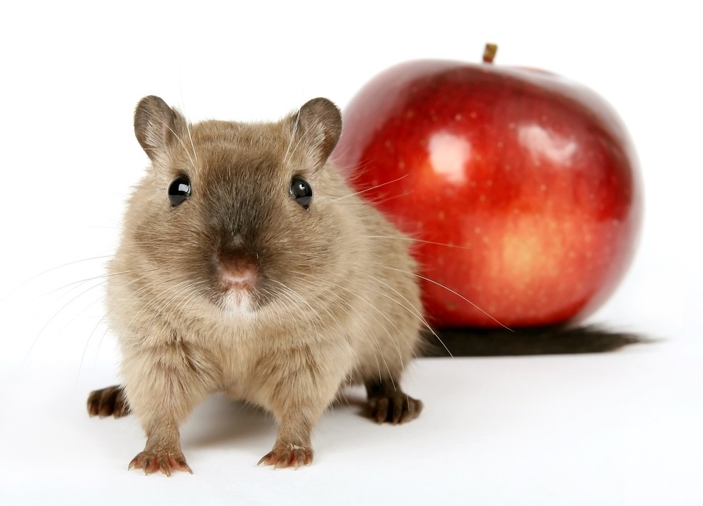 Maçã é uma das frutas que, em pequenas quantidades, pode ser ofertada aos hamsters — Foto: Pixabay/ Robert Owen-Wahl/ Creative Commons