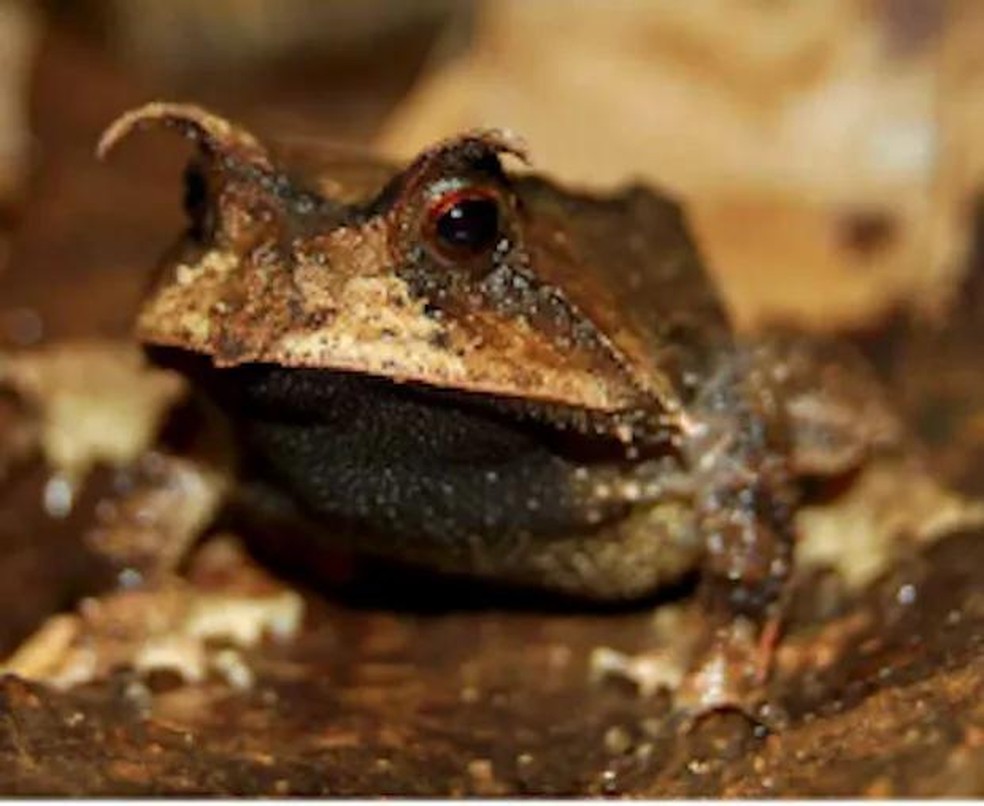 9 espécies de anfíbios gravemente ameaçadas de extinção no Brasil ...