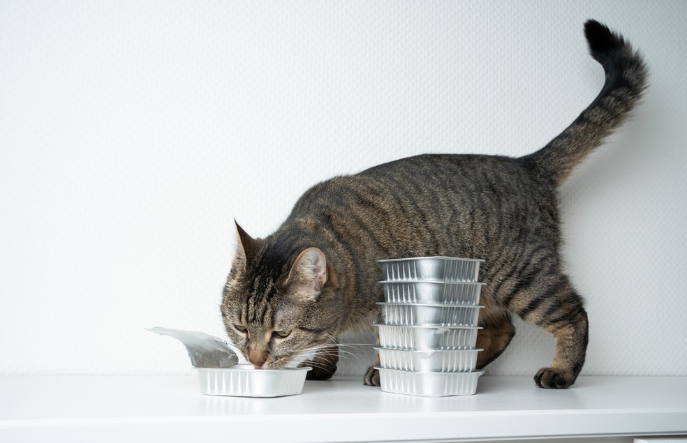 A ingestão da azeitona pode ocasionar problemas renais ou cálculos urinários nos gatos — Foto: Canva/ CreativeCommons